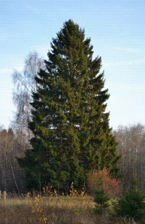 Smrk (Picea).